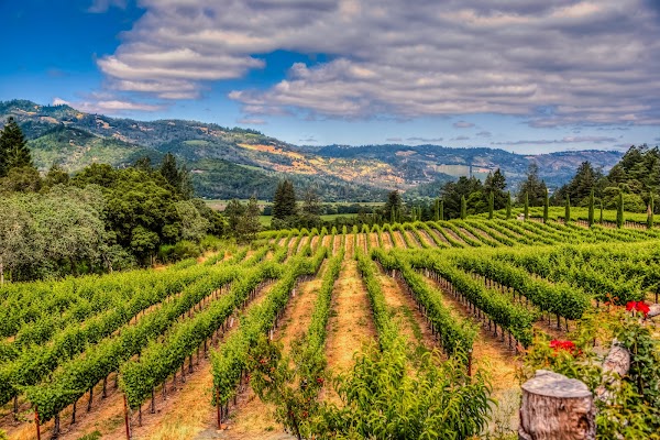 Napa