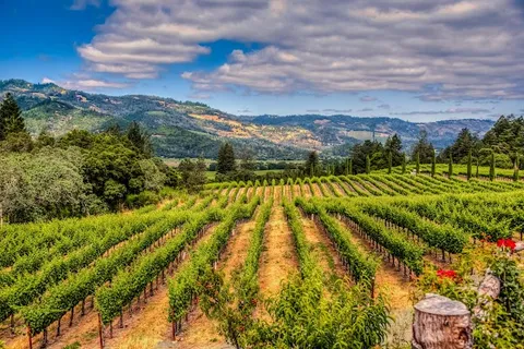 Napa — Departure — Napa Valley Wine Road — United States
