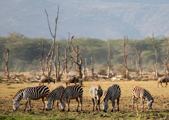 Lake Manyara National Park Gate