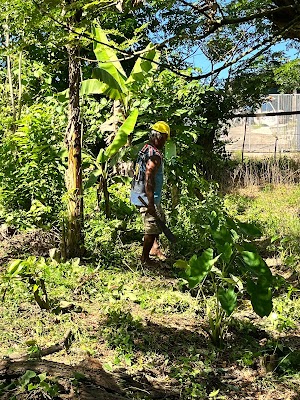 Sigatoka