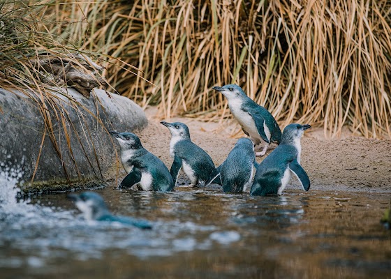 National Aquarium of New Zealand