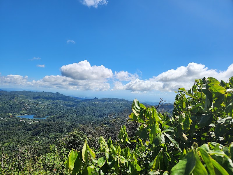 Bosque Estatal de Guilarte — Nature — Ruta Panorámica Puerto Rico — Puerto Rico