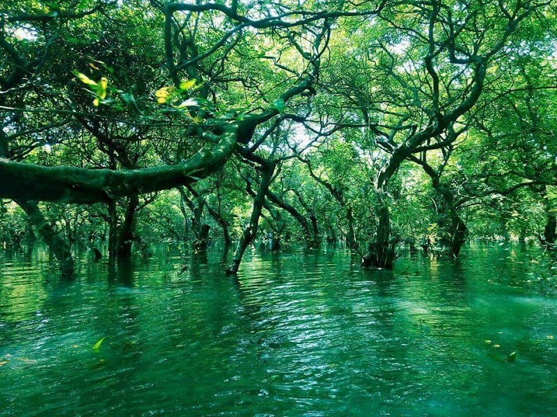 Ratargul Swamp Forest