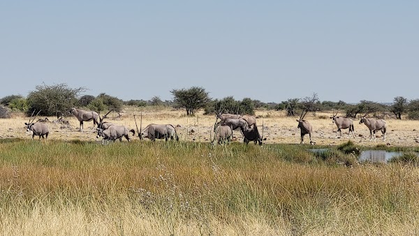 King Nehale Waterhole