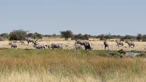 King Nehale Waterhole — Scenic Viewpoint — Etosha Pan Circuit — Namibia