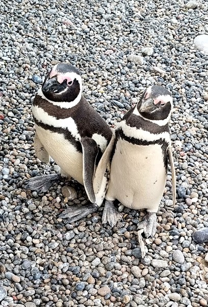 Punta Tombo Penguin Colony