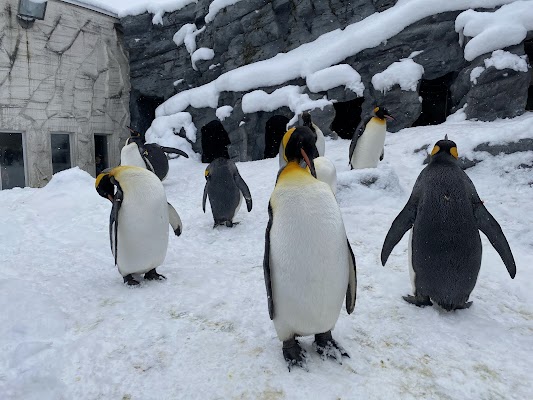 Asahiyama Zoo