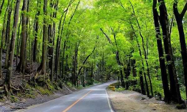 Visit the Bilar Man-Made Forest