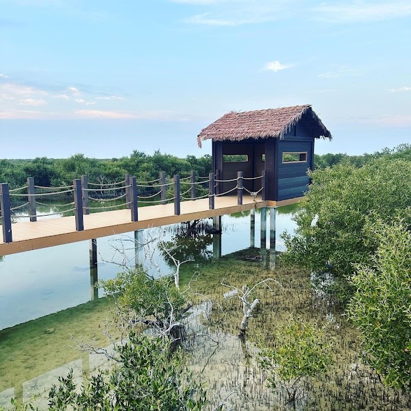 Tide-confirmed mangrove kayak — Nature — Qatar Inland Sea and North Coast Loop — Qatar