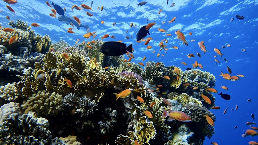 Abu Soma Reef — snorkeling — Hurghada to Marsa Alam Red Sea Coast — Egypt