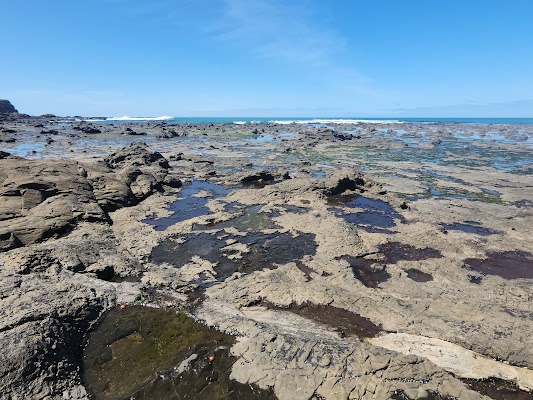Curio Bay Petrified Forest
