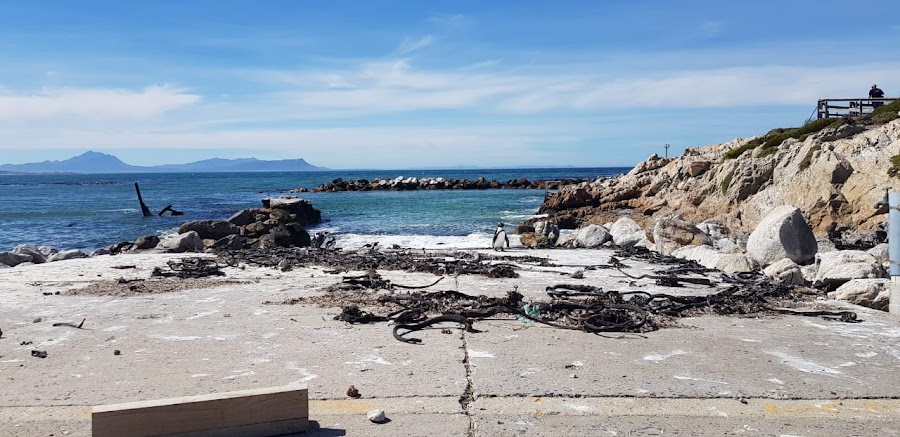 Stoney Point Penguin Colony