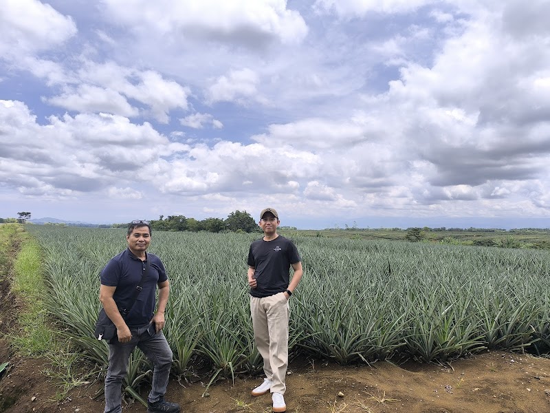 Pineapple Plantations — Природа — Нагорья Минданао из Давао в Букиднон — Филиппины