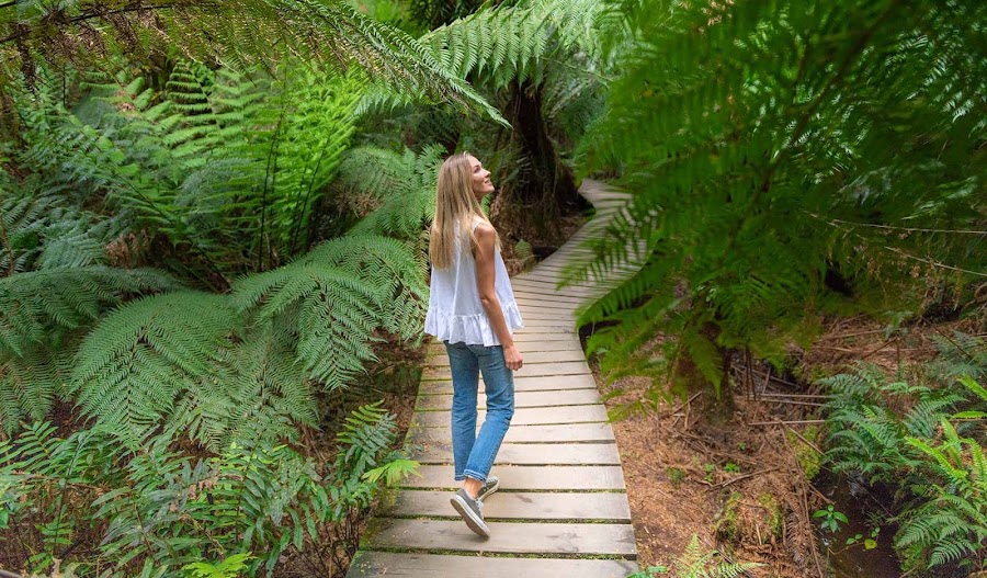 Maits Rest rainforest walk — Rainforest walk — Great Ocean Road and Western Coast Extension — Australia