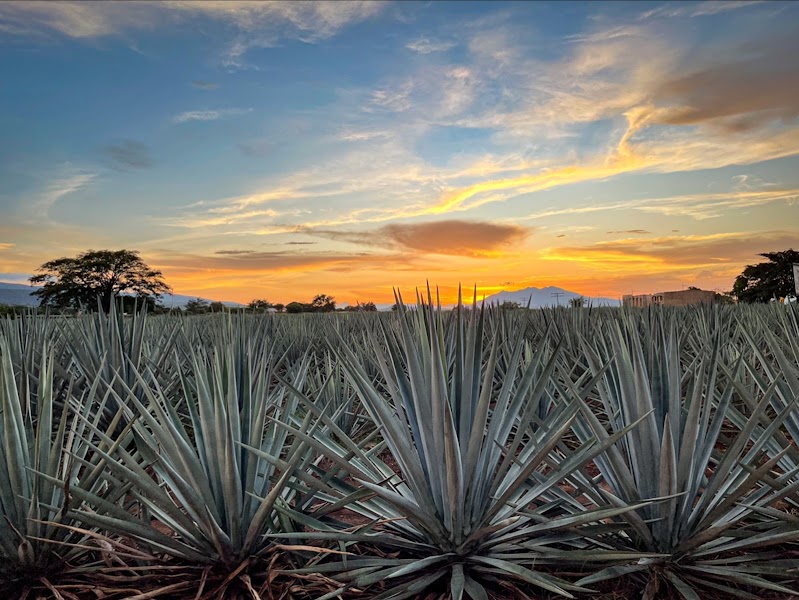 Agave Landscape near Tequila