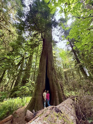 Cathedral Grove