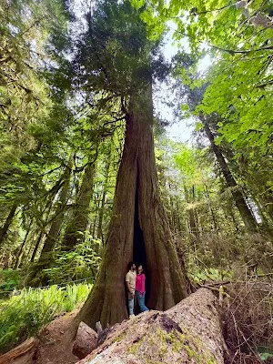Cathedral Grove — Nature — Vancouver Island — Canada