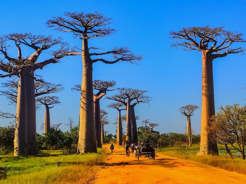 Avenue of the Baobabs
