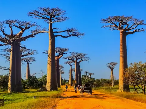 Avenue of the Baobabs — Nature — Madagascar Baobab Route — Madagascar