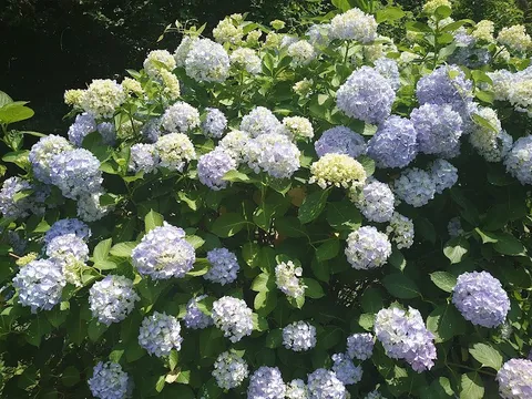 Hakata Island — Nature — Shimanami Kaidō — Japan