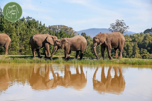 Knysna Elephant Park