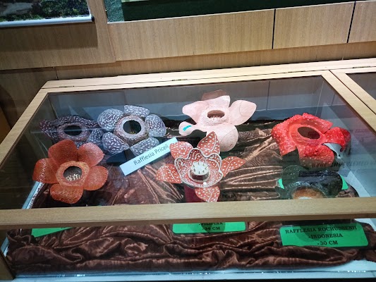 Rafflesia Centre