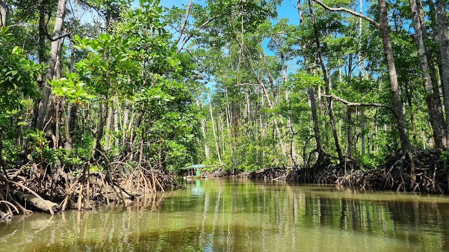 Sabang Mangrove Paddle Boat Tour — Nature tour — Puerto Princesa to El Nido via the Underground River — Philippines