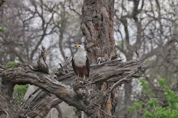 Nkasa Rupara National Park