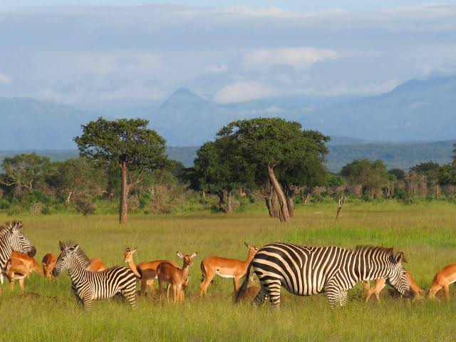 Mikumi National Park — Nature — Tanzania Southern Circuit Ruaha and Selous — Tanzania