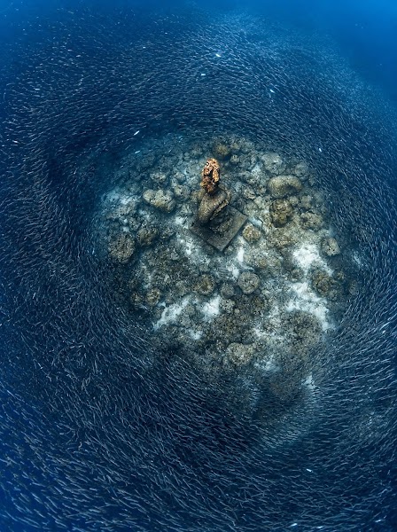 Moalboal sardine run — Snorkeling — Cebu and Bohol Road Trip — Philippines
