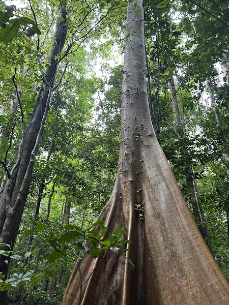 Tangkoko Batuangus Nature Reserve — nature — Sulawesi Highlands Tana Toraja to Bunaken — Indonesia