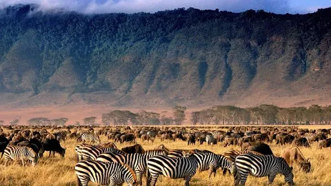 Ngorongoro Crater Viewpoint — Landmark — Tanzania Northern Safari Circuit — Tanzania
