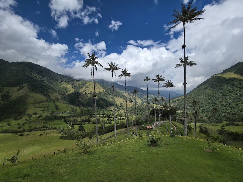 Cocora Valley wax palms