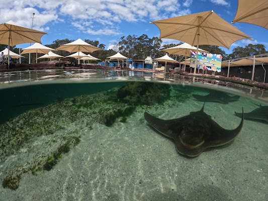 Irukandji Shark & Ray Encounters