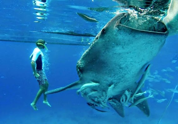 Whale Shark Watching Area