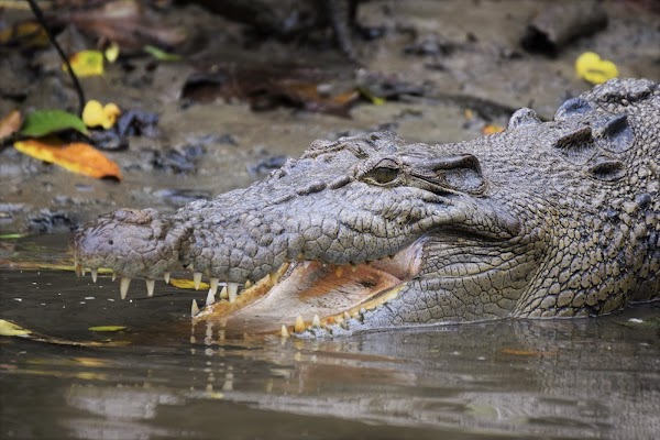 Daintree River Cruise