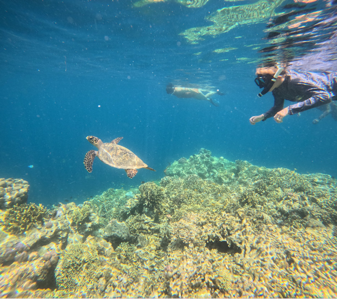 Menjangan or Pemuteran reef day — Authorized marine excursion — Bali West and Highlands Loop — Indonesia