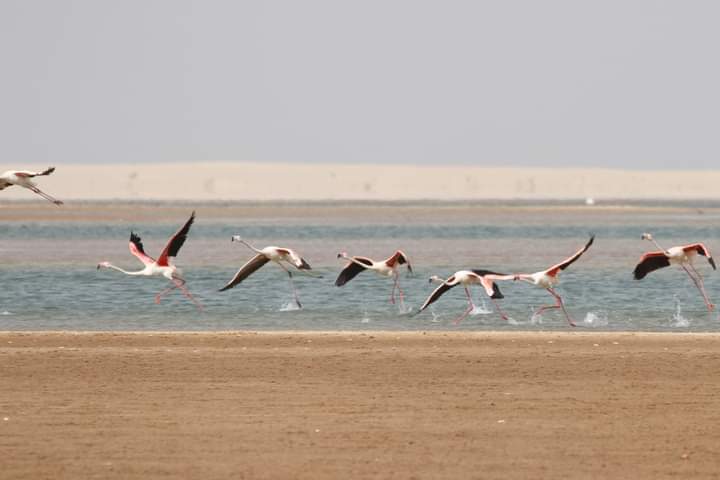 Atlantic Sahara Coast and Banc d'Arguin