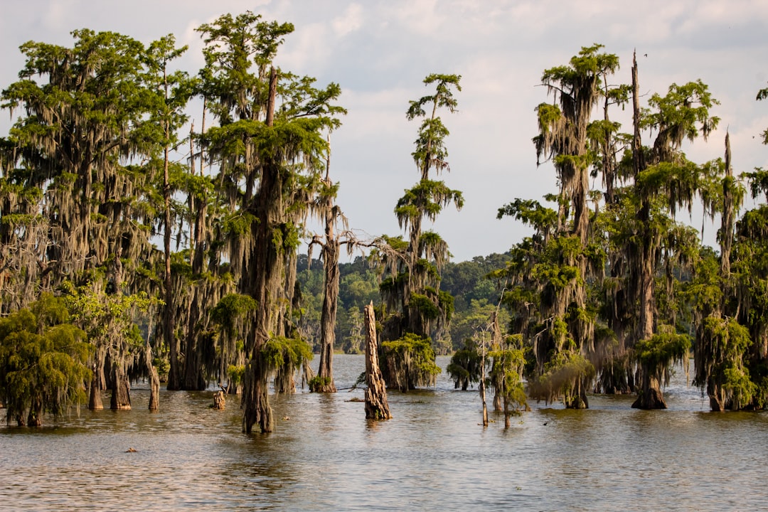 Cajun Country Drive