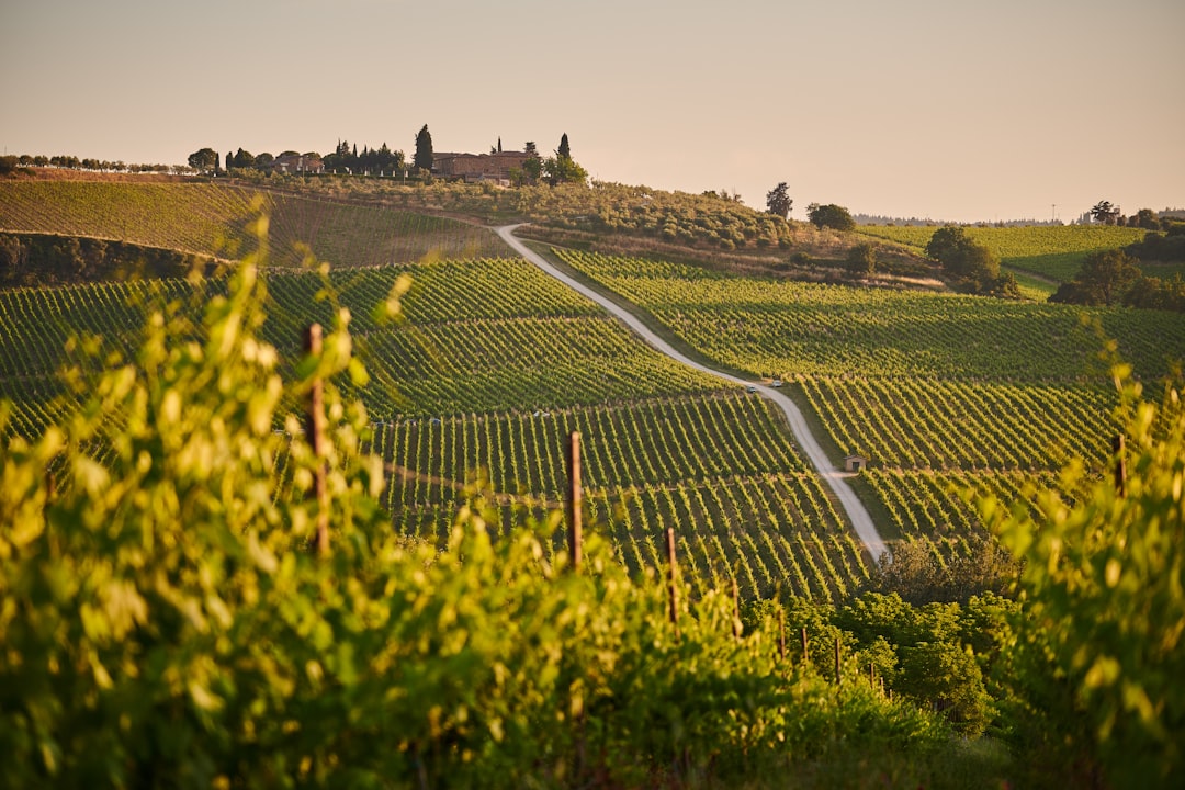 Chianti Road