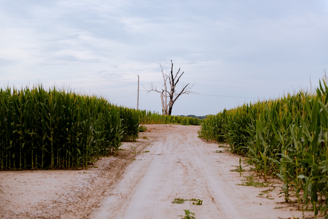 Highway 61 Blues Trail
