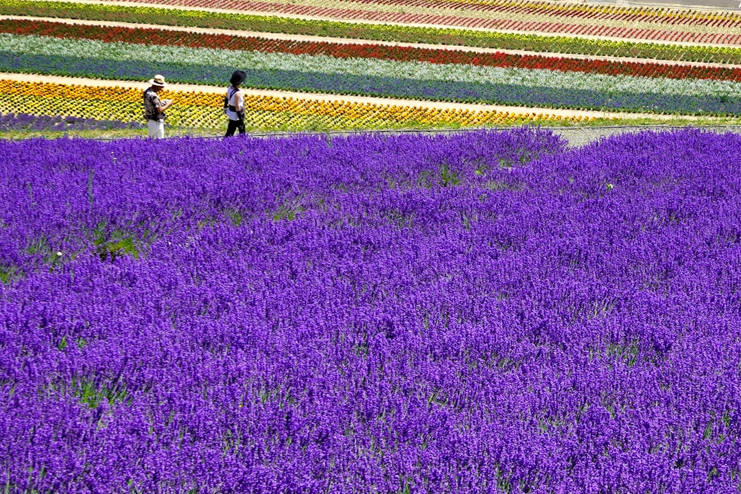 Hokkaido Flower Route