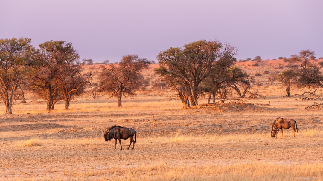 Kalahari Desert Drive