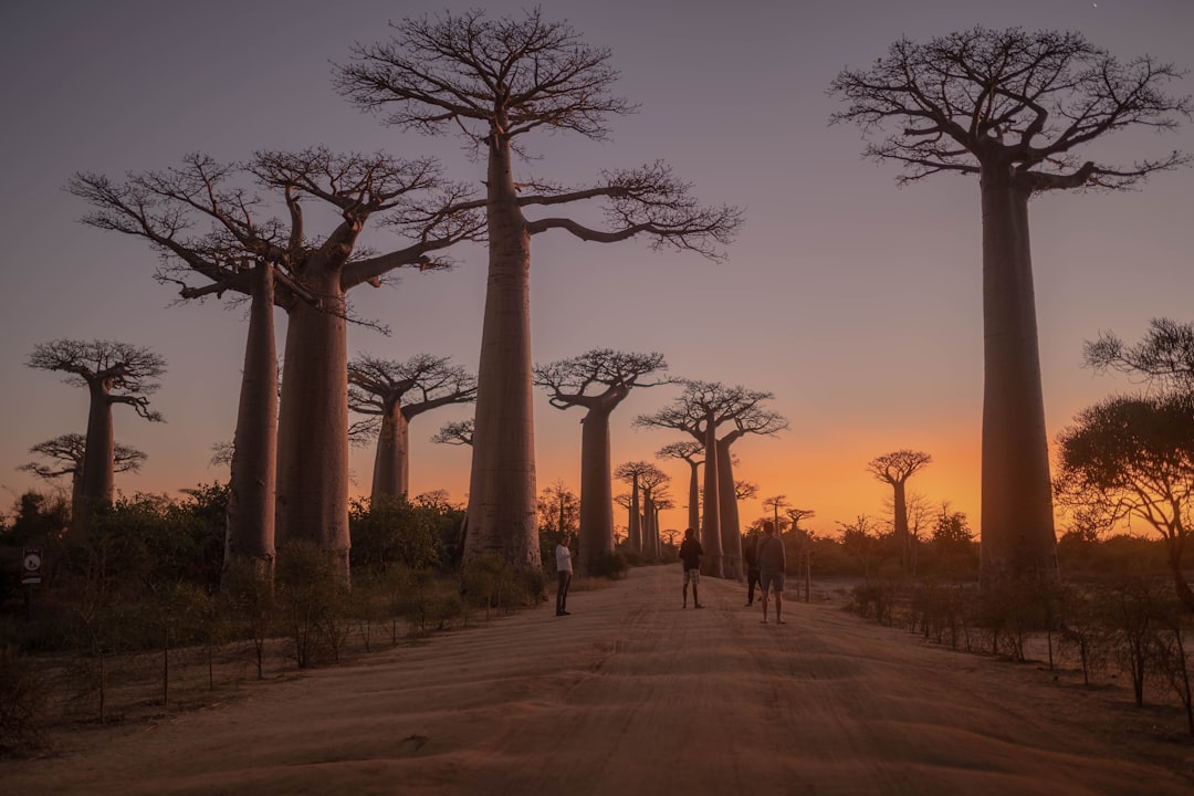 Madagascar Baobab Route