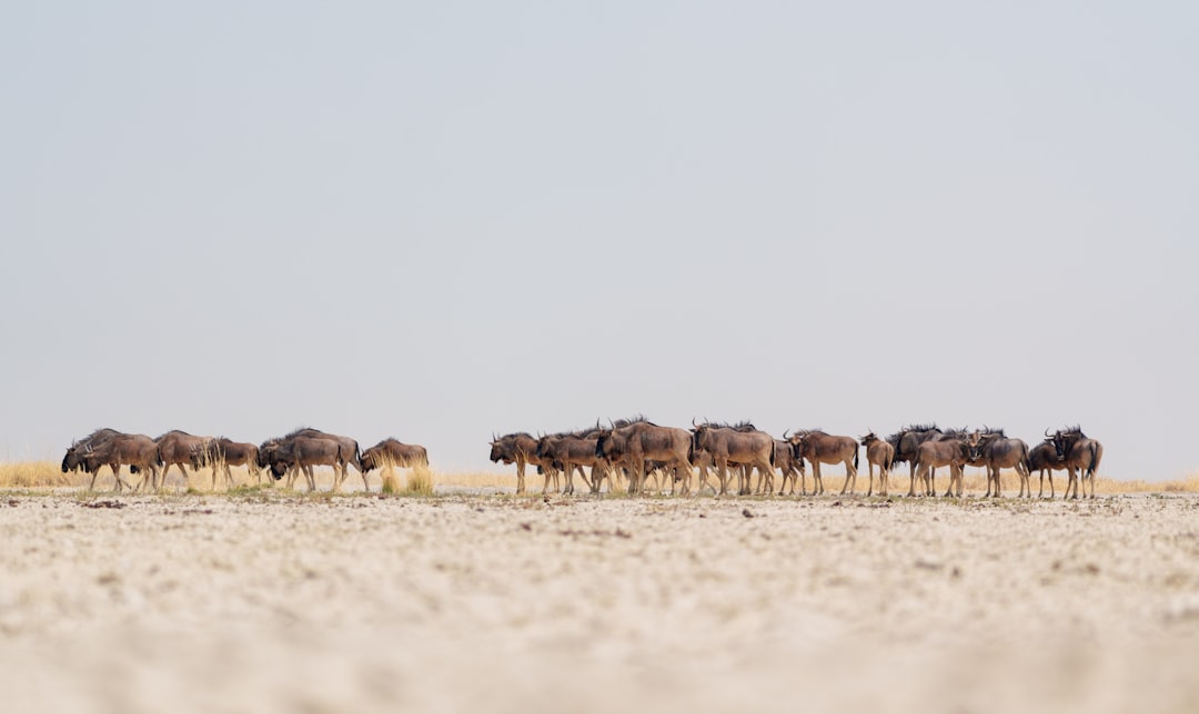 Makgadikgadi Pans