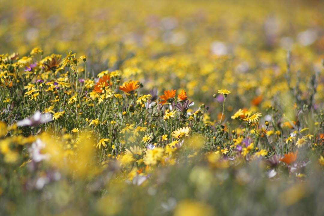 Namaqualand Flower Route