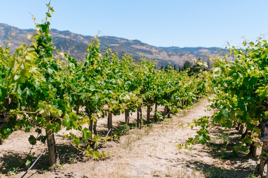 Napa Valley Wine Road
