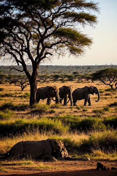 Tanzania Southern Circuit Ruaha and Selous