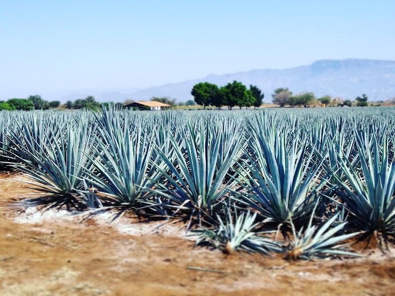 Tequila and Jalisco Highlands