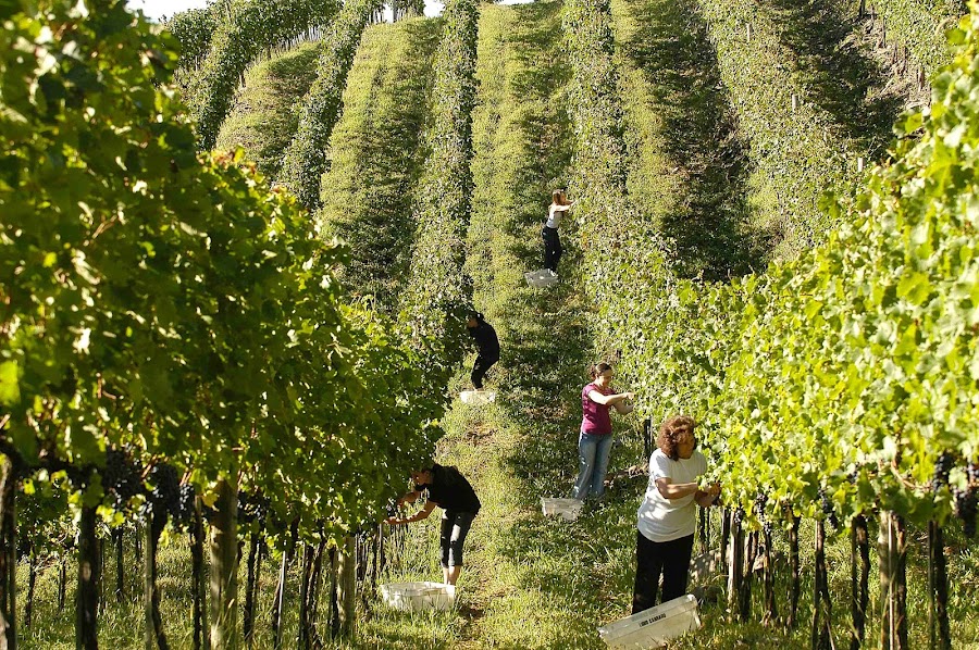 Vale dos Vinhedos Bento Goncalves Wine Route